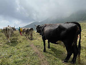 Mucche sul sentiero nei pressi del rifugio