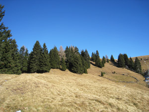 Alberi e prati alla fine del bosco