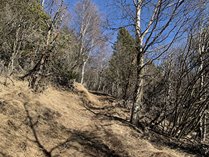 Continuiamo con un sentiero nel bosco