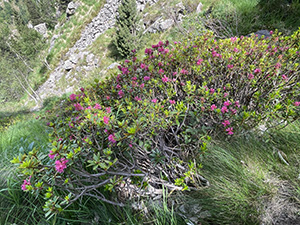 Tra i rododendri