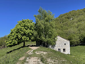 Ippocastano, betulla e vecchia cascina