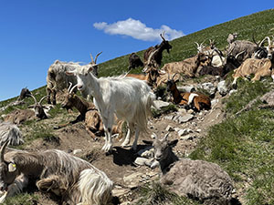 Capre sulle pendici del Linzone