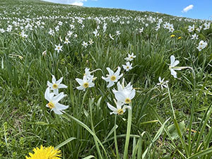 Narcisi in fiore