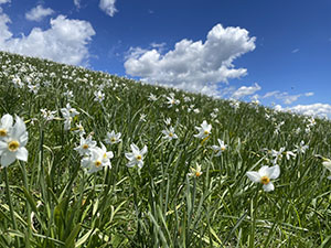 Narcisi in fiore