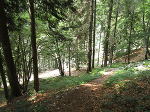 Il sentiero nel bosco