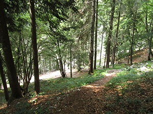 Il sentiero nel bosco