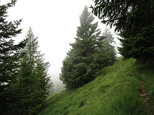 Alberi e nebbia