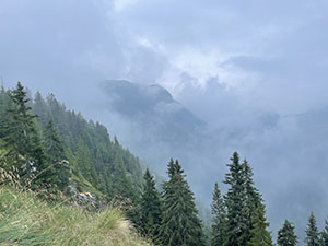 Alberi e nebbia