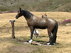 Un cavallo