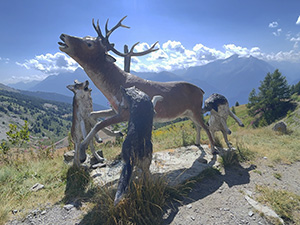 Tre lupi che assalgono un cervo
