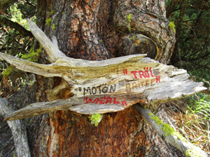 Curioso segnavia nel bosco