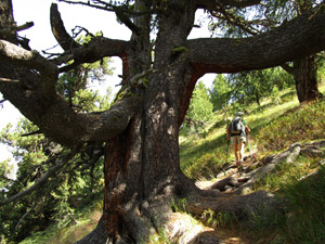 Un grande albero