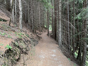 Un tratto di sentiero nel bosco