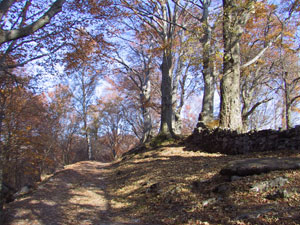 Il sentiero nel bosco