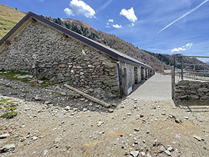 Lo stallone dell'alpeggio