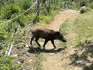 Uno dei cinghialetti del rifugio