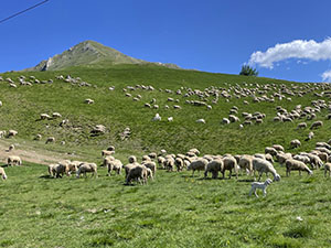 Gregge al pascolo nei pressi del Rifugio Nigritella