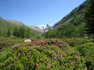 Rododendri in fiore a inizio estate