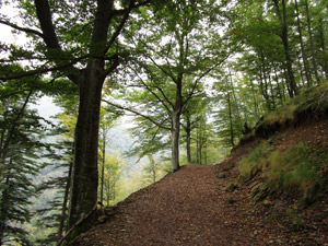 Primo tratto con la sterrata nel bosco