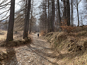 Lungo la sterrata tra i larici