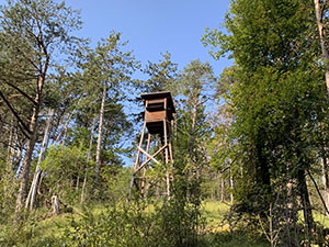 Unaltana nel bosco