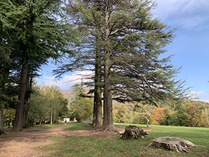 Alberi alla "Salute"