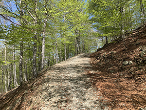 Attraversiamo una faggeta