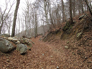 La strada nel bosco