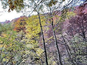 Colori d'autunno nel bosco