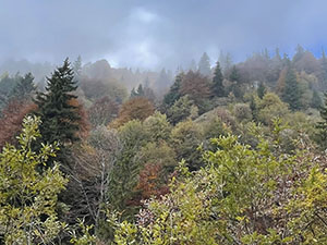 Colori d'autunno nel bosco