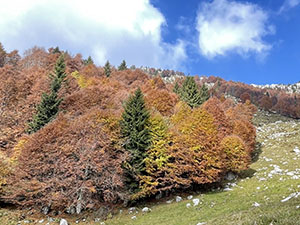 Colori d'autunno 