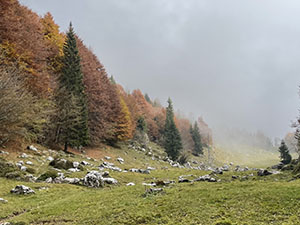 Scendiamo tra boschi e radure