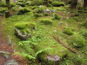 La foresta  alquanto umida