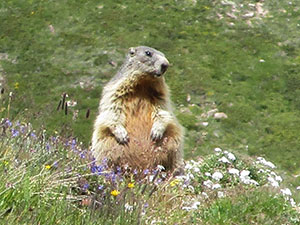 Marmotta