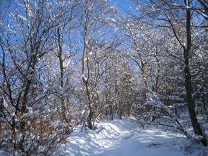 Il sentiero nel bosco dopo una nevicata