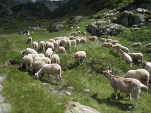 Pecore nei pressi del rifugio