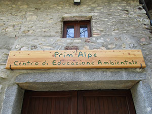 Insegna