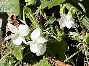 Violette bianche
