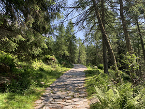 Un tratto tra gli alberi
