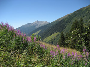 Panorama sulla Val Grosina