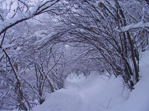 Un tratto nel bosco con la neve dˈinverno