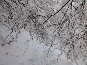 Ultimo tratto nel bosco dopo una nevicata