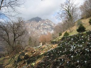 Fioritura di crochi