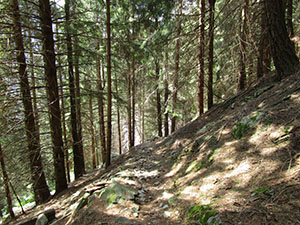 Il sentiero nel bosco