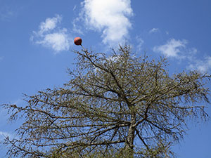 Pallone in cima ad un albero
