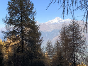 Risalendo il bosco, a volte tra i pini ...