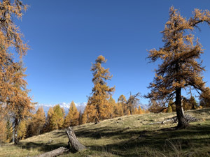 La radura poco prima di arrivare alla Baita Salin