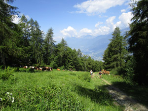 Escursionisti e mucche al pascolo