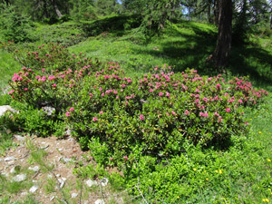 Rododendri tra i larici