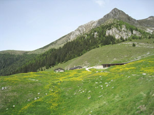 Prati fioriti a Malga Morn